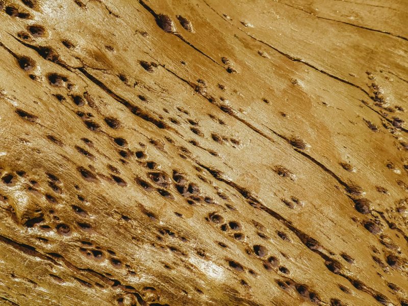 photo-service-termites